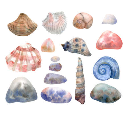 Watercolor set with seashells and stone on white background. Hand painted illustration of water plants. Red, brown and blue colors.の写真素材