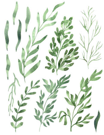 Watercolor hand painted illustration of greens or herbs. Green color.の写真素材
