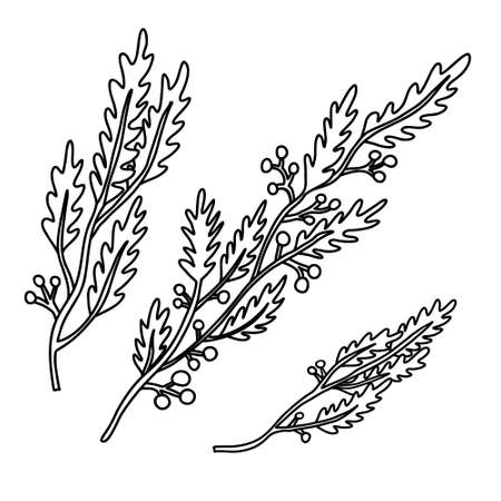 Set with Christmas branches. Hand drawn vector illustration isolated on white. Great for xmas and New year greeting cards, posters.のイラスト素材