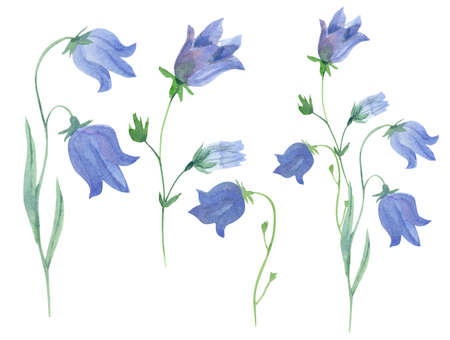 Watercolor set with campanula or bellflower isolated on white. Great for design of fabrics, wrapping papers, wallpapers, home posters, greeting cards. Beautiful blue meadow or wild flowers.の写真素材