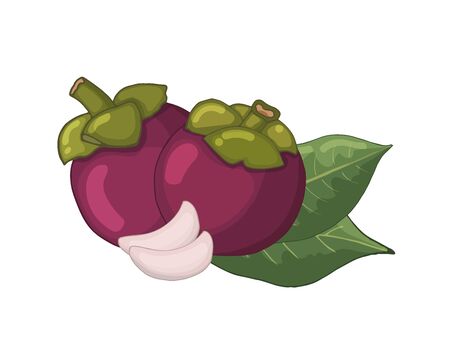 Mangosteen fruit with leaves and flesh isolated on a white background. Vector illustration, sketch.のイラスト素材