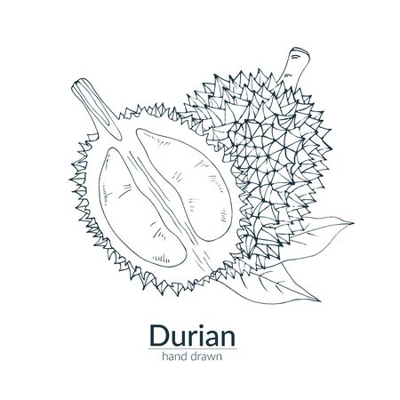 Durian whole and cut off, monochrome color. Vector hand drawn illustration. Card, poster, template.のイラスト素材