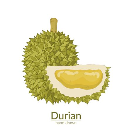 Durian whole and cut off. Vector hand drawn illustrationのイラスト素材