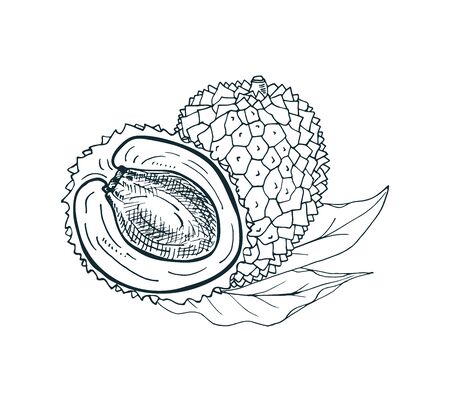 Lychee fruit whole and half with leaves. Vector hand-drawn illustration.のイラスト素材