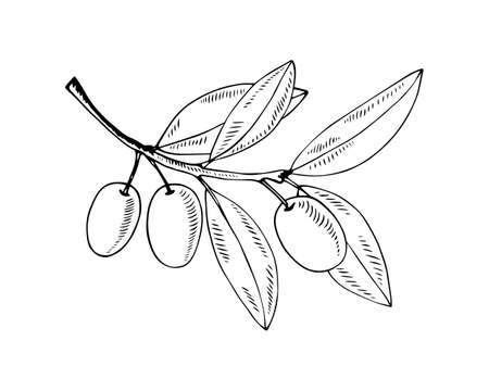 Olive branch isolated on white in classic style. Vector contour illustration.のイラスト素材