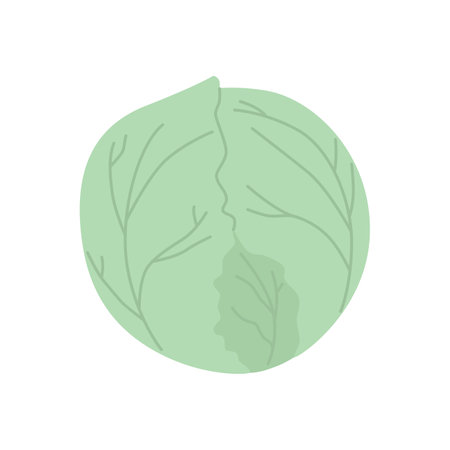 Cute cabbage isolated on white. Vegetable Ingredient for food.のイラスト素材