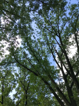 Forest trees in the openの写真素材