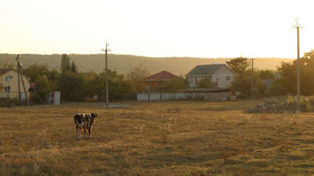 a lone cow grazes in a meadow with yellowing grass against the backdrop of a small village in the golden lighting of sunset timeの写真素材