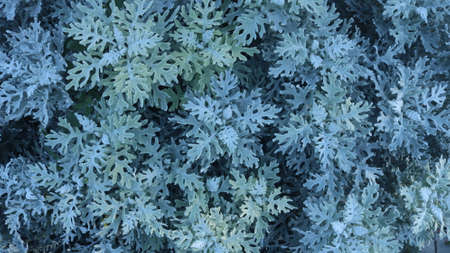 snowy blue wormwood leaves as decorative vegetable lace and background designの写真素材