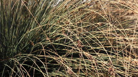thickets of tall, curved straw-colored grass in fall season, illuminated by gilded sunlight, natural...