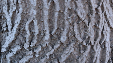 wrinkled textured gray tree bark with light dry surface folds, full frame of detailed trunk...