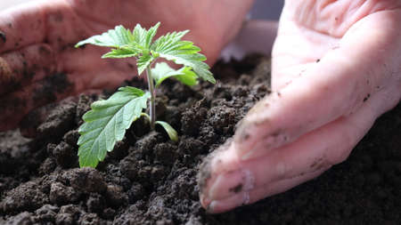 close-up of a man's palms burying a cannabis sprout into the dark loose ground, caring for a small...
