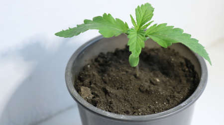 cannabis saplings in a plastic gray container on a white background, cannabis seedlings grown from...