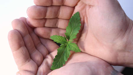 a small delicate cannabis seedling in rough male palms symbolizes love and care for marijuana, a fragile cannabis sprout is enclosed in strong textural human palms close-upの写真素材