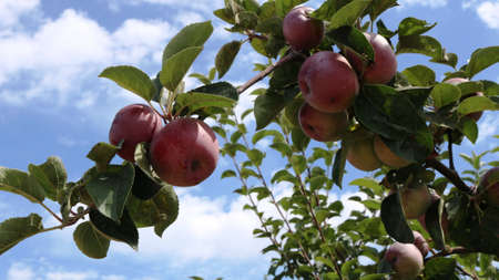 juicy ripe apples on a branch of an apple tree against a background of a cloudy blue sky, garden...