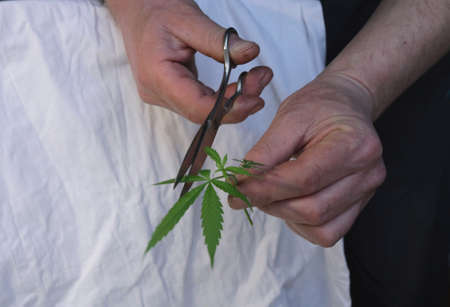 cutting leaves from a cannabis twig with scissors in the process of creating plant clones, preparing a marijuana leaf for cloning at home, legal cultivation of cannabis in a domestic environmentの写真素材