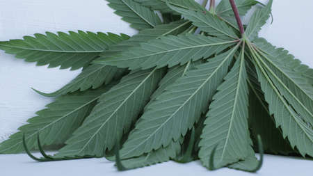 cut fresh marijuana leaves leaning against a vertical surface and visible back of the leaf close-up, narcotic-free cannabis foliage harvest, beautiful textured cannabis backgroundの写真素材
