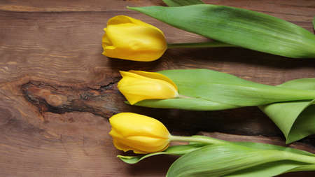 three yellow live tulips lying on a wooden background with a natural texture top view and copy space on the left, a combination of delicate spring flowers and a rough raw wood backgroundの写真素材
