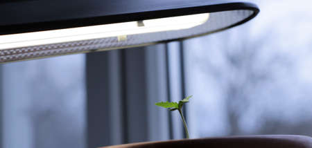 a young cannabis plant in a container under a narrow long energy-saving lamp grown on a windowsill,...