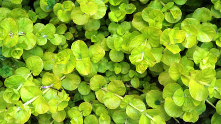 graphic resource of fresh green ornamental grass closeup, top view of small graceful plants forming...