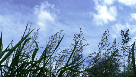 silhouettes of stems with seeds and thin leaves of tall grass against a blue sky with light white clouds, summer background of grasses swaying in the wind bottom view on a light skyの写真素材