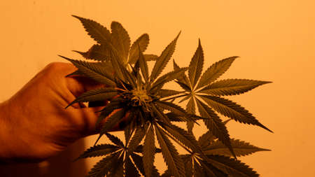 a hand demonstrates the top of a cannabis bush growing indoors under artificial lighting, carved...
