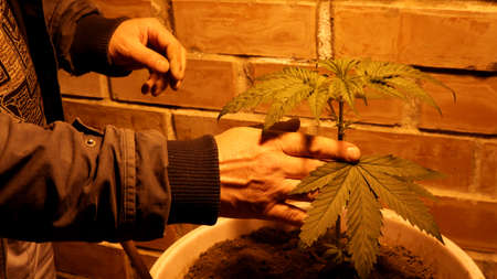 unrecognizable man holding the stem and leaves of an indoor marijuana bush, a gardener growing cannabis in a container under artificial light, a person touching a young hemp bushの写真素材