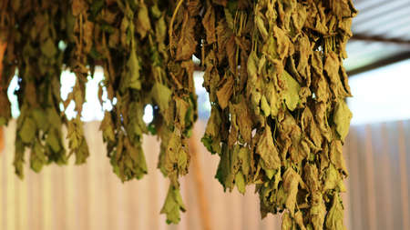 bunches of lemon balm hanging under a canopy in the yard and drying for homemade tea, collecting useful herbs for harvesting for the winter, fragrant organic herbs as an ingredient for a healthy dietの写真素材