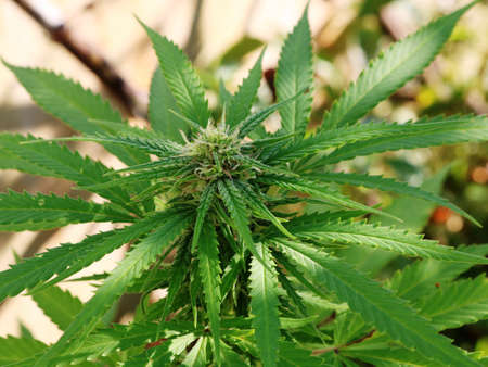 the tip of the ripening marijuana growing on an open plantation, the cultivation of medical cannabis...