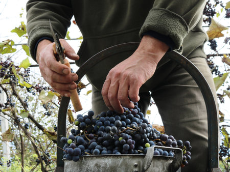a bunch of dark grapes and a pruner in the hands of a farmer harvesting the harvest, ripe grapes in the process of cutting fruit from the vine, autumn work in the vineyardの写真素材
