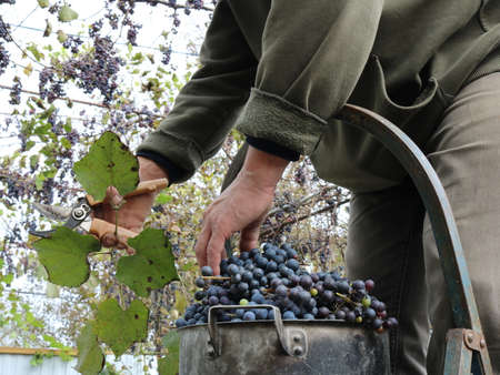 picking bunches of dark grapes with vines and leaves under a canopy in an autumn vineyard, harvesting by a farmer with pliers and a stepladder, grape grower harvesting a ripe harvestの写真素材