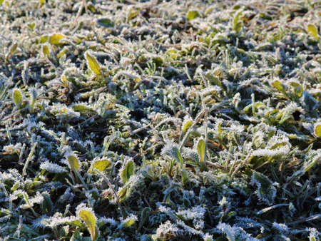 green grass in a meadow or lawn covered with icy dew sparkling in the morning sun, frosty weather in summer or autumn with frost on green grass, frost on the groundの写真素材
