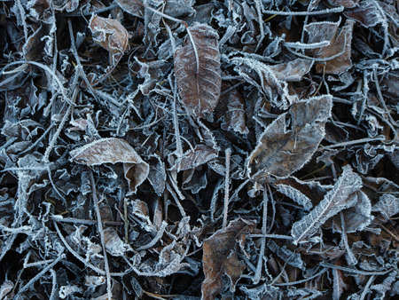 autumn deciduous background with frozen brown leaves with white border of frost on icy ground, beautiful natural backdrop in cream tones, seasonal abstract random patternの写真素材