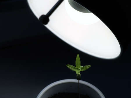 fresh marijuana sprout growing under constant illumination of a table lamp, potted young cannabis in continuous supplementary lighting of an energy-saving home lighting fixtureの写真素材