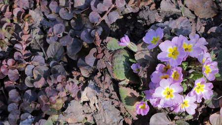 spring warmth on a reviving garden or park flower bed, delicate lilac flowers with a yellow core...