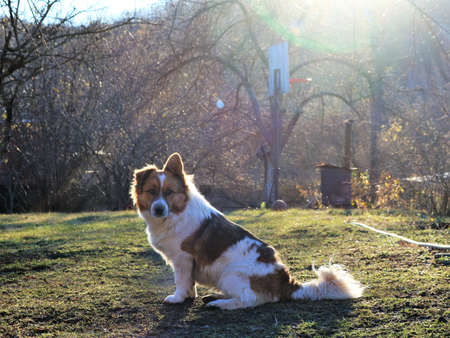 a white-red mongrel with a curly tail and one raised ear sitting in a sunny backyard, a cute pet dog sits calmly on a lawn in a park or garden, a fluffy puppy for a walk near the houseの写真素材