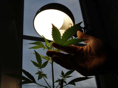 a man's hand touching the leaves of growing potted cannabis under the illumination of an energy-saving lamp, growing marijuana in an apartment on a windowsill under artificial lightの写真素材