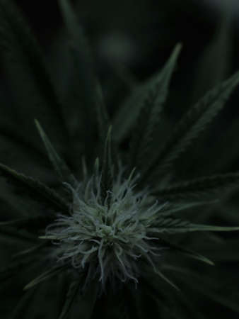 natural texture of a branch of a marijuana bush with a hairy bud at the end in a dark blur image in a vertical orientation of the frame, details of a female cannabis on a black backdrop in defocusの写真素材