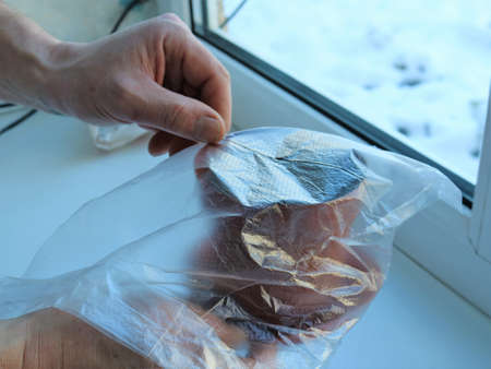 wrapping the pot with the sown seed in plastic wrap to create an optimal moist environment for...