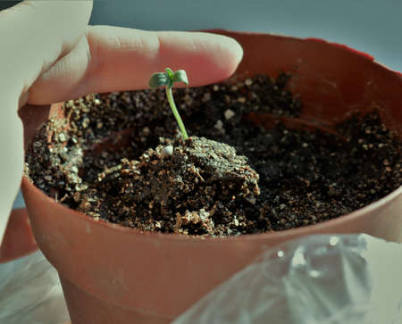 finger touching a young cannabis sprout in a pot of loose soil with perlite, taking care of a small indoor potted marijuana seedling, growing cannabis at home from a seed in a containerの写真素材