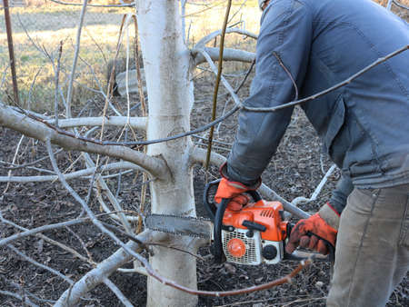 gardener cuts down the lower branches of a tree with a chainsaw in a spring garden or park, seasonal...
