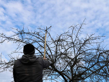 pruning fruit trees with a long-handled tool, a gardener cuts the branches of an apple tree, bottom...