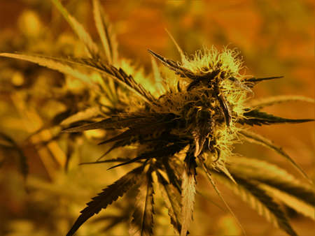 sprig of indoor cannabis bush with villi of ripe inflorescence close-up in yellow-orange artificial...