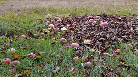fallen pink ripe apples in an orchard on the grass under a tree with dry foliage, autumn in a garden...