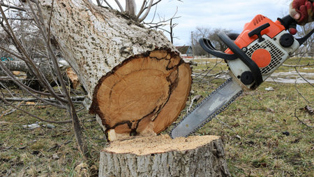 sawing an old tree in a forest, park or village with a chainsaw, an old saw in the hands of a person...