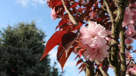 natural floral background with pink delicate buds on a branch on a blurred park background, sakura...