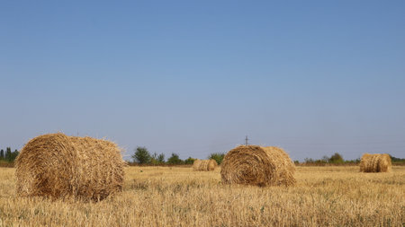 a stack of golden straw rolled into a roll against the backdrop of an agricultural field on a bright...