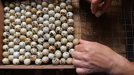 hands lay small brown speckled eggs of domestic quails on the lattice of an incubator box, top view, laying a quail egg in the correct position in equipment for incubatingの写真素材