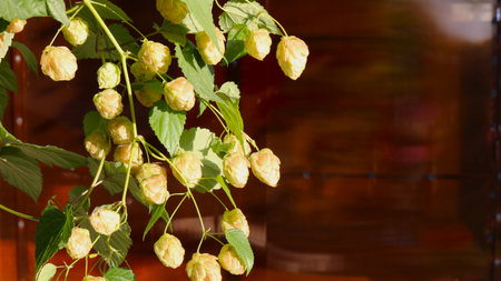 ripe hop cones on the climbing branches of the plant in the left corner of the picture and a brown...