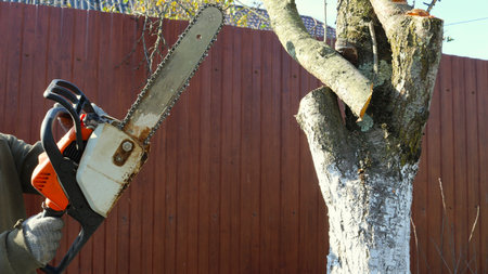 a chainsaw in the hands of a worker in the process of cutting down tree branches in a rafter or in a...